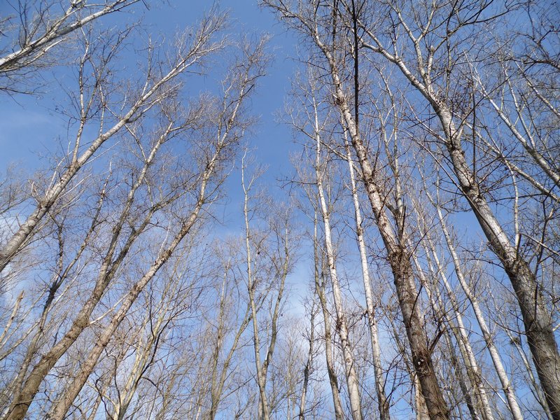 Parco del Ticino : racconto per immagini